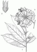 Image result for Annickia lebrunii
