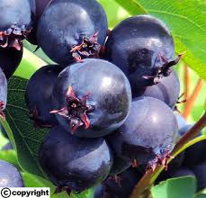 Image result for indiánská borůvka obrázek