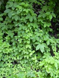 Image result for Dioscorea schimperiana