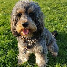 Cockapoo Coat Colours British Cockapoo Society