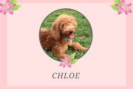 Not only as baby names, but also for our fur babies! 150 Goldendoodle Girl Names Cute Unique A Dood Able Happy Go Doodle