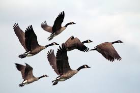 Why Do Birds Fly South For The Winter Biology Divorce In Canada Geese Bird Pictures Birds Birds Flying