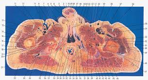 It passes obliquely across the upper and anterior part of the thigh, from the lateral to the medial side of the limb, then. Anatomy Atlases Atlas Of Human Anatomy In Cross Section 6 Pelvis Perineum Hip And Upper Thigh
