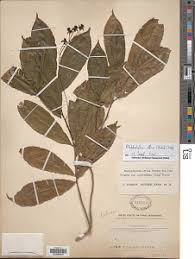 Image result for Rhabdophyllum affine