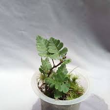 Image result for Davallia