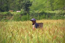 Selamat datang di dosen.co.id, web digital berbagi ilmu pengetahuan. Kearifan Lokal Di Bengkulu Anton Sutrisno