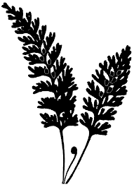 Image result for Hymenophyllum tunbridgense