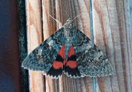 Image result for Catocala electa