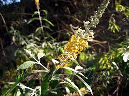 Image result for Buddleja madagascariensis