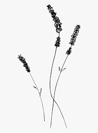 Think of an invisible vertical line (or you can. Lavender Drawing Line Art Hd Png Download Transparent Png Image Pngitem
