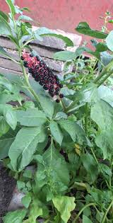 Image result for Phytolaccaceae