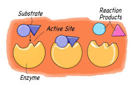 Exploring Enzymes Scientific American