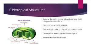 The structure of chloroplasts is similar to that of cyanobacteria; Chloroplast Structure Ppt Download