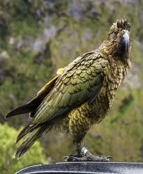 Of Fiordlands Feathered Inhabitants Kea Birds Of Prey Bird Photography Wild Birds