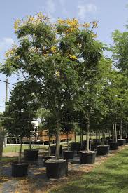 Image result for Peltophorum pterocarpum