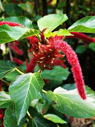 Image result for Acalypha hispida