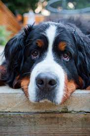 Caring for your bernese mountain dog. Badly Bred Bernese Mountain Dogs Racked With Joint Pain News The Sunday Times