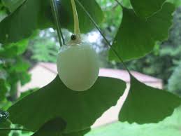 Image result for Ginkgoaceae