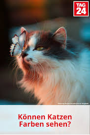 konnen katzen eigentlich farben sehen katzen stubentiger tiere