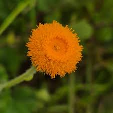 Image result for Crassocephalum vitellinum