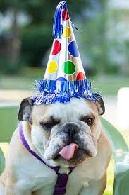 What S Better Than An English Bulldog An English Bulldog In A Party Hat Bulldog Animal Antics English Bulldog