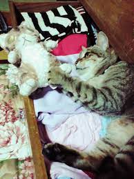 猫とぬいぐるみ: 虎猫の気まぐれシネマ日記