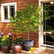 That dwarf rootstock is going to have a dwarf root system and lack proper. Ca Indoor Outdoor Live Potted Citrus Tree Cannot Ship To Fl Improved Meyer Lemon Tree Dwarf Fruit Trees La Or Az Tx 4 5 Ft Fruits Patio Lawn Garden