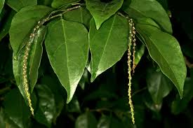 Image result for Tannodia swynnertonii