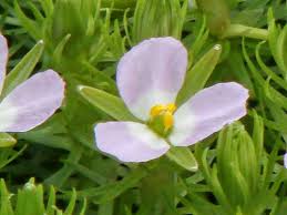 Image result for Mayacaceae