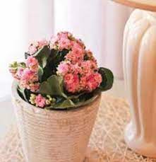 Like any living organism, plants have the ability to adapt; Easy To Grow Indoor Flowering Plants Plantimex