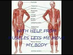 Human memory is best described as a means of information storage and recall. The Skeletal System Youtube