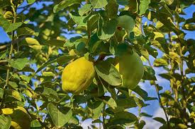 Le Coing Le Fruit A Privilegier Pour Lutter Contre La Constipation