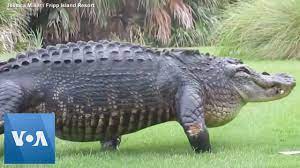 The resolution of image is 492x497 and classified to gator, thumbs up, people standing. Massive Alligator Casually Walks Across Golf Course Youtube