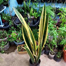 It has been a while! Giant Sansevieria Trifasciata Snake Plant Furniture Home Living Gardening Plants Seeds On Carousell