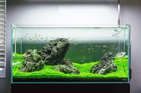 Guide To Planted Aquarium Aquascaping Iwagumi Glass Aqua In 2020 Aquarium Landscape Planted Aquarium Aquascape Design