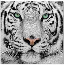 Wall Art Black White Tiger Sb 61099 Tiger Photography Tiger Wallpaper White Tiger