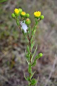 Image result for Landolphia lanceolata