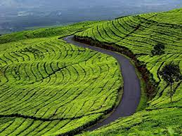 Kebun teh terluas di dunia. Inilah Perkebunan Teh Tertinggi Di Asia Tenggara Di Mana Tepatnya
