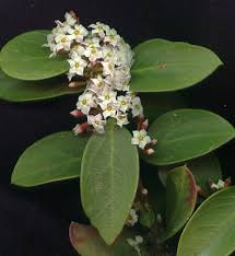 Image result for Acokanthera laevigata