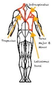 May 25, 2020 · upper back muscle diagram. Assistance Isolation Upper Back Turn