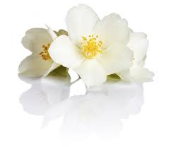 I want a free account. Symbolic And Spiritual Meaning Of Jasmine Flowers Everything You Need To Know