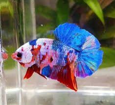 Harga paket sepasang ikan cupang nemo galaxy multicolor. 900 Ide Candy Nemo Emerald Ikan Cupang Ikan Ikan Eksotis