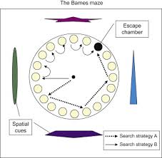 (a) a schematic of the barnes maze and training protocol is shown. Barnes Maze An Overview Sciencedirect Topics