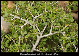 Image result for Rhamnus staddo