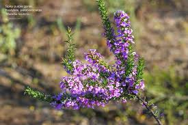 Image result for Muraltia