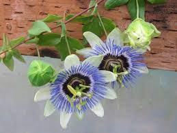 How To Grow And Care For Passion Flowers World Of Flowering Plants Passion Flower Passion Flower Plant Planting Flowers
