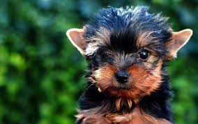 Yorkie Names 135 Sweet Sassy Ideas My Dog S Name Yorkie Names Yorkshire Terrier Puppies Yorkie