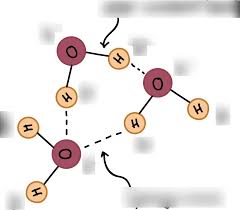 Honors Biology Unit 1 Review Vocab Content Material