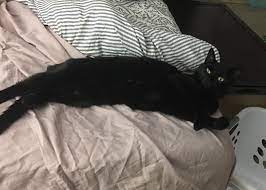 This Is My Bed You Can Sleep On The Couch Black Cat Cat Pics Cute Cats
