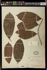 Image result for Antidesma membranaceum